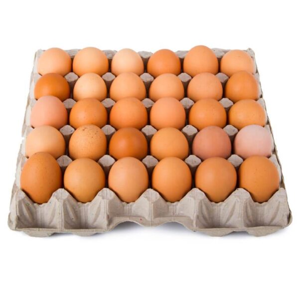 30 tray eggs fibre wholesale